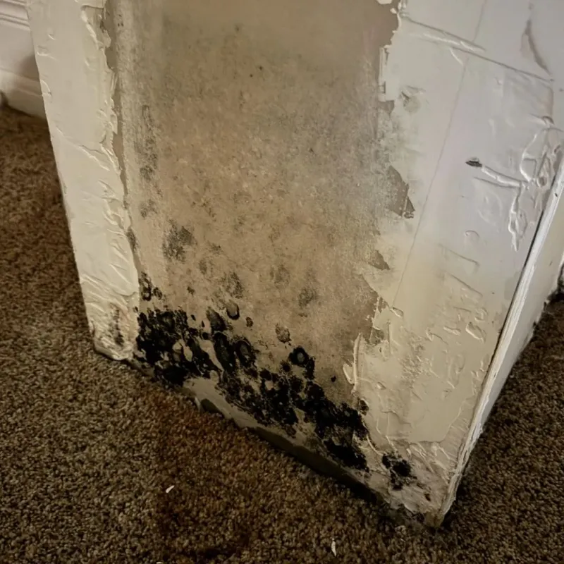 Professional Mold Removal in Waverly, TN
